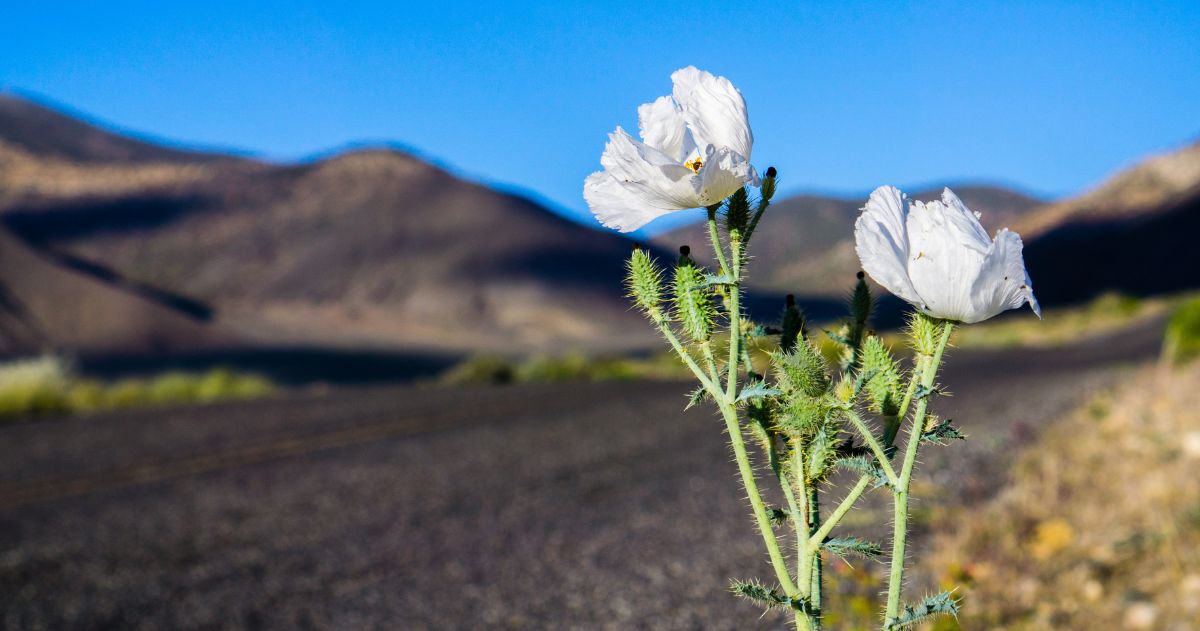 Flor no deserto - Resiliência: O que é e como desenvolve-la?